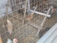 Chickens — Foto 3
