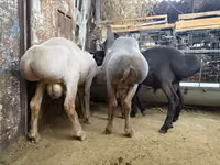 Qoʻchqor, Arashan sheep — 4-rasm
