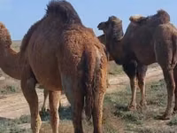 ناقة, Nar-Maya camel — الصورة 2