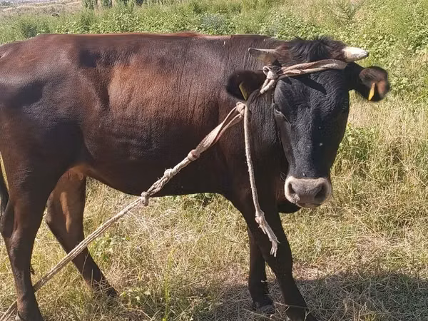 母牛, Cattle — 吉尔吉斯斯坦