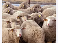 أغنام (دفعة، الجنس غير محدد), الأغنام — الصورة 1