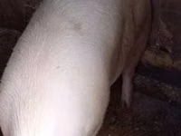 Schweine (Partie, Geschlecht nicht angegeben), Schweine — Foto 3