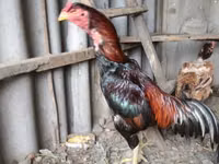 Chickens — Foto 1