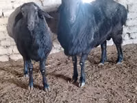 Carnero, Edilbay sheep — foto 5