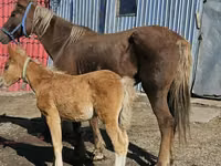 Stute, Altai horse — Foto 1