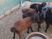 Widder, Arabi sheep — Foto 5