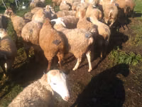 Oveja, Ovejas — foto 4