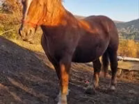 Mare, Horses — photo 3