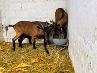 Ziege, Italian Alpine goat — Foto 3