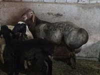 Qoʻchqor, Hissar sheep — 4-rasm