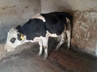 ثور, Russian Black pied cattle — الصورة 4