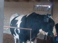 Toro, Russian Black pied cattle — foto 2