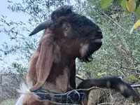 公山羊, Nubian Goat — 照片 3