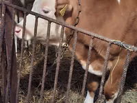 公牛, Simmental cattle — 照片 1