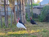 Turkeys — الصورة 1