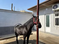 حصان, الخيول — الصورة 7