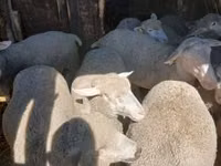 Sheep, Sheep — photo 2