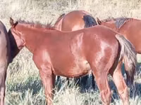 Toychoq, Kazakh horse — 4-rasm