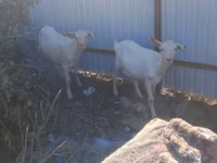 Ziegenbock, Saanen goat — Foto 2