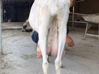 Ziege, Saanen goat — Foto 2