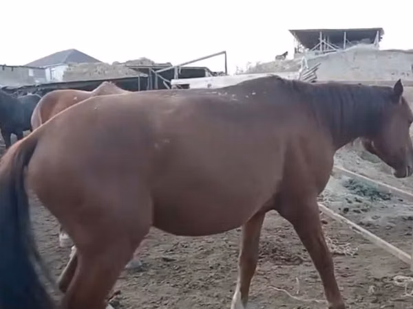 Yegua, Kazakh horse