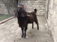 बकरा, Damask goat — फ़ोटो 5