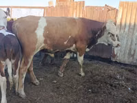 公牛, Cattle — 照片 2