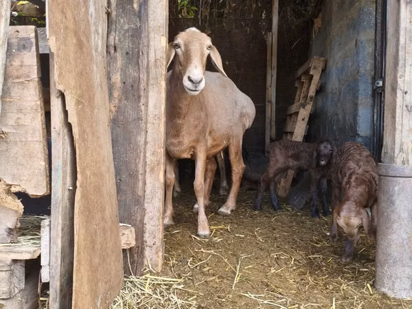 Қой, Baerchuke sheep