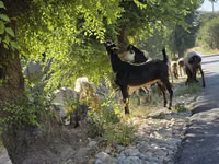 母山羊, Goats — 照片 1