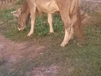 गाय, अलाताऊ नस्ल — फ़ोटो 2