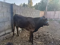 Букачар, Сиырлар — сүрөт 1