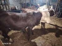 Toro, Vaca kazaja de cabeza blanca — foto 3