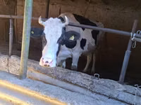 Kuh, Holstein-Rasse — Foto 1