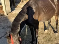 Бие, Friesian — 3-сурет