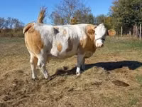 Kuh, Simmental cattle — Foto 5