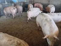Schweine (Partie, Geschlecht nicht angegeben) — Foto 5