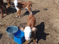 गाय, Latvian Blue cattle — फ़ोटो 1