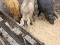 Eber, Schweine — Foto 2