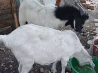 Теке, Beetal goats — 1-сурет