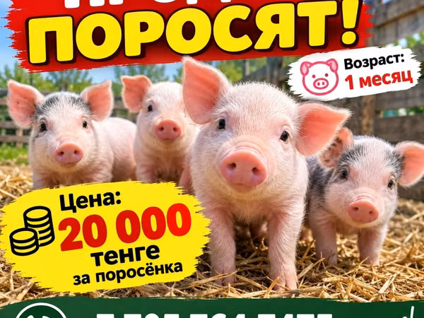Свиньи (партия, пол не указан), Крупная белая