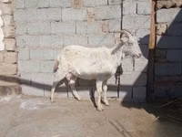 Cabra, Saanen goat — foto 2