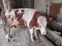 Rinder (Partie, Geschlecht nicht angegeben), Simmental cattle — Foto 3
