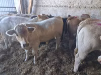 ثور, Charolais cattle — الصورة 3