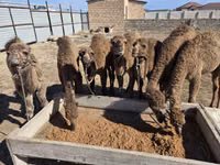 Kamelstute, Kazakh Bactrian camel — Foto 2