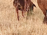نعجة, Hissar sheep — الصورة 2
