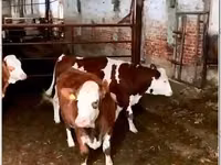 بقرة, Simmental cattle — الصورة 3