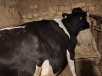 بقرة, Russian Black pied cattle — الصورة 1