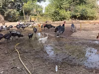 Turkeys — 4-сурет