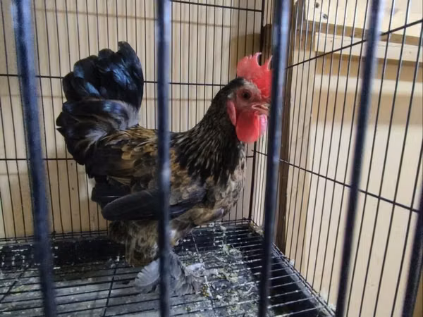 Japanisches Bantam