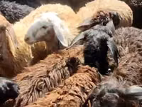 母山羊, Goats — 照片 1